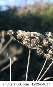 Close Up Of Dead And Dried Hog Weed Or Cow Parsley. UK