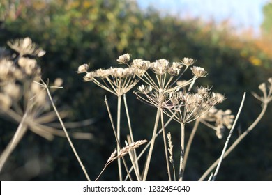 Close Up Of Dead And Dried Hog Weed Or Cow Parsley. UK