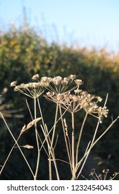 Close Up Of Dead And Dried Hog Weed Or Cow Parsley. UK