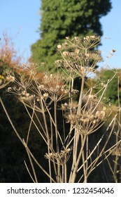 Close Up Of Dead And Dried Hog Weed Or Cow Parsley. UK