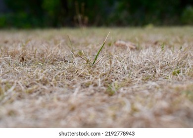 Close Up Of Dead Grass. Lawn Dry Due To UK Drought.