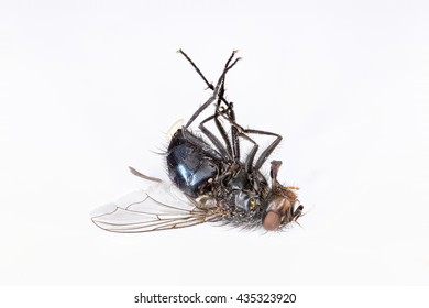 Close up of a dead house fly (Musca domestica) lying on its back, photographed from the side, Photographed on a white surface.