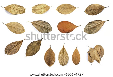 Close up dead leaf isolated on white background