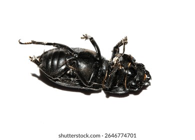 Close up of a dead minotaur beetle bug instect on a white background