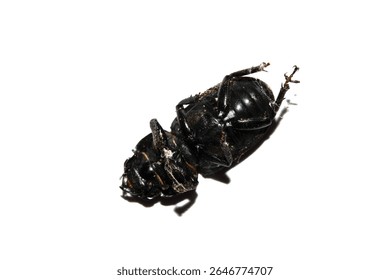 Close up of a dead minotaur beetle bug instect on a white background