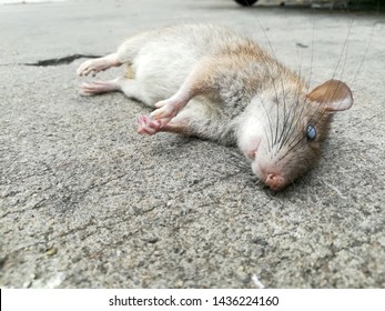 Close up of dead mouse on the street background