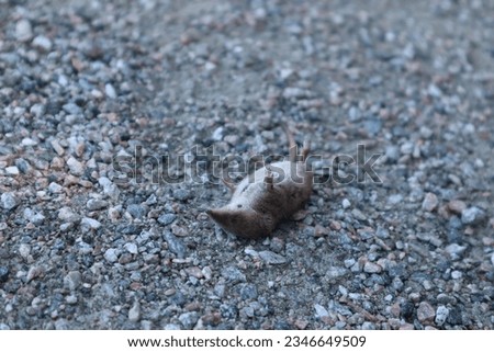 Close up of dead mouse prey of hunting cat outdoors natural brutal wildlife animal predator in nature