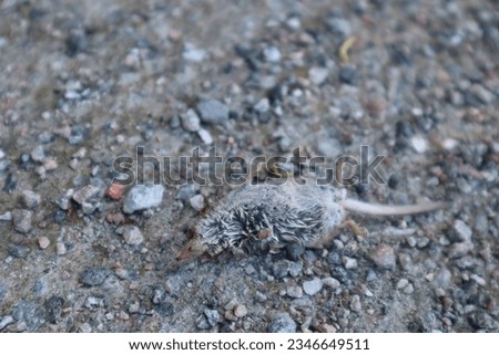 Close up of dead mouse prey of hunting cat outdoors natural brutal wildlife animal predator in nature