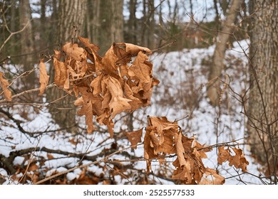 A close up of dead orange leaves still on the branch during winter in New England. - Powered by Shutterstock