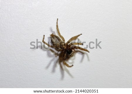a close up of a dead spider on white background.