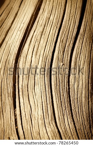 close up of dead tree trunk