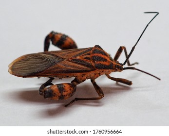 162 Leptocorisa oratorius Images, Stock Photos & Vectors | Shutterstock