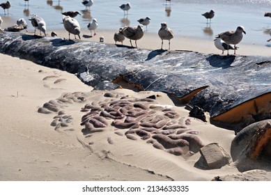 Close up of Dead Whale's Guts and Sea Birds at the Beach