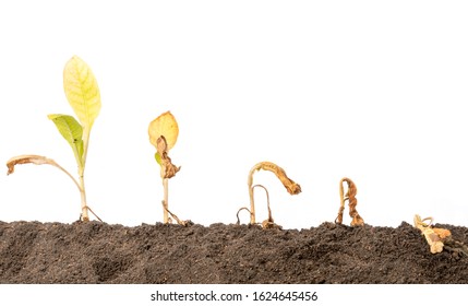 Close Up Dead Young Plant (Tobacco Tree) In Soil Isolated On White Background