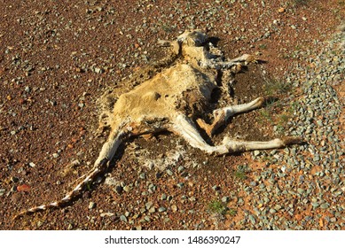 Close Decayed Corpse Dead Kangaroo Roadside Stock Photo 1486390247 ...