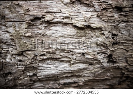 Close up of decayed wood showing rough texture, natural decomposition, and aged organic material.