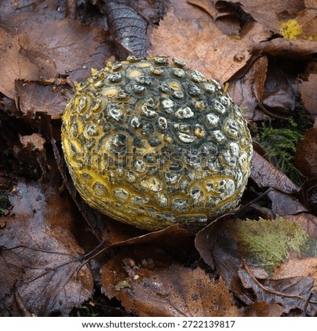 a close up of a decaying common earthball, Scleroderma citrinum. It is also known as pigskin poison puffball or common earth ball.