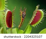 close up of a decomposed fly in half opened venus flytrap, dionaea muscipula with a trapped fly on green background