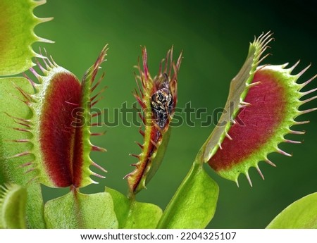 close up of a decomposed fly in half opened venus flytrap, dionaea muscipula with a trapped fly on green background