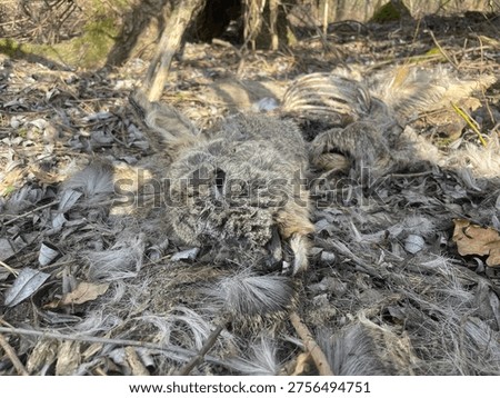 Close Up of Decomposing Roe Deer Carcass in Forest, Wildlife Remains After Winter Hardship, Circle of Life