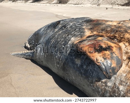 Close Up Of Decomposing Sperm Whale Head Showing Exposed Conical Teeth, Open Jaw And Discoloured Pectoral Flipper On Papamoa Beach New Zealand With Sand Dunes In Background​​​​​​​​​​​​​​​​