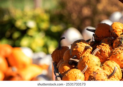 Close up decorative mini small pumpkins squash gourds. Bumpy texture stems orange. Isolated selective focus blurred background. October fall autumn farm market. Halloween Thanksgiving decorations. - Powered by Shutterstock