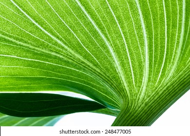 Close up of deep green Calla leaf pattern with white veins