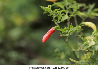 Close up of a deep red chili still hanging from a tree. chilli cultivation. chili is very hot. - Shutterstock ID 2263260719