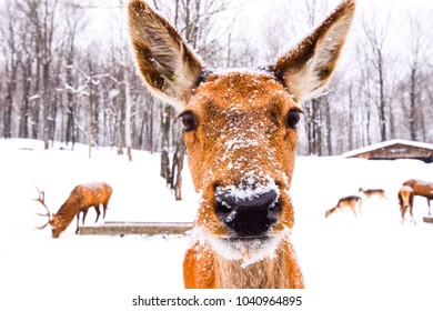 Close up deer