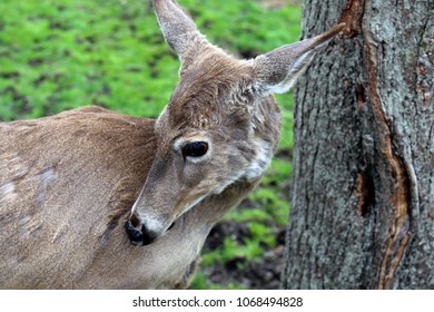 Close up of a deer