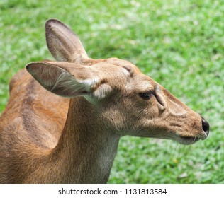 close up deer