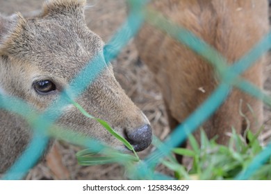 close up of a deer