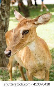close up deer