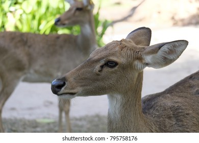 Close up of deer