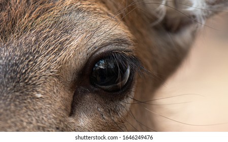 Download Deer Eye High Res Stock Images Shutterstock