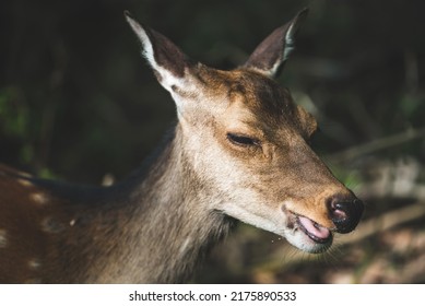 Close up of deer in forest.