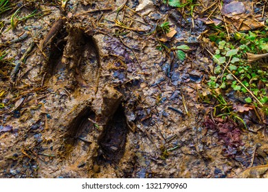 close up of deer hoof-prints in muddy soil