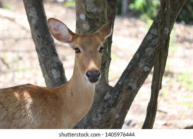 Close up a deer  looking at camera
