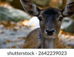 Close up of a deer