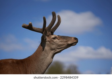  a close up of a deer's head with trees in the background and a blue sky with clouds in the background and a few white clouds in the sky. . 