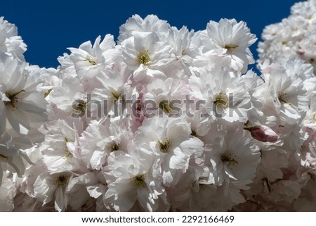 Close up of delicate light pink cherry blossom, photographed in Regent's Park, London