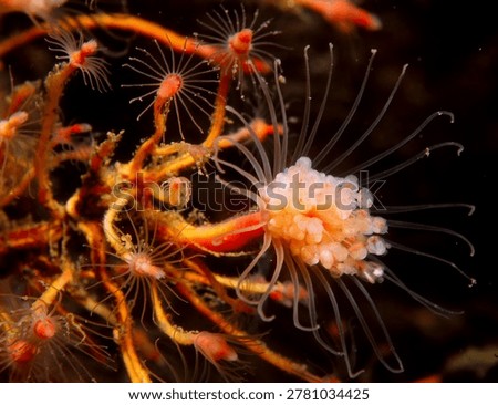close up of delicate looking hydroids known as Oaten Pipe Hydroids