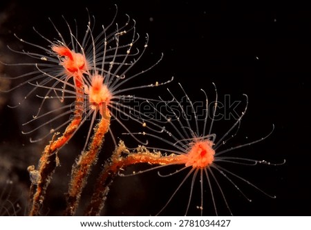 close up of delicate looking hydroids known as Oaten Pipe Hydroids