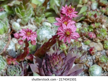 Close up of the delicate pink flowers of the succulent plant called Houseleek (Sempervivum) on individual tufts. Background similar ground cover. Selective focus. Landscape image, England.  - Shutterstock ID 2174341501