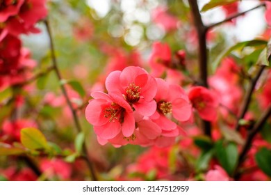 Close up delicate red flowers of Chaenomeles japonica shrub, commonly known as Japanese quince or Maule's quince in a sunny spring garden, beautiful Japanese blossoms floral background, sakura