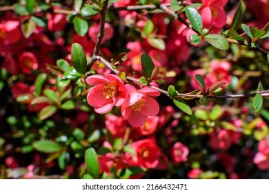 Close up delicate red flowers of Chaenomeles japonica shrub, commonly known as Japanese quince or Maule's quince in a sunny spring garden, beautiful Japanese blossoms floral background, sakura
