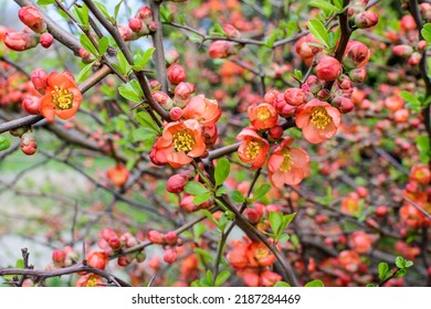 Close up delicate red flowers of Chaenomeles japonica shrub, commonly known as Japanese quince or Maule's quince in a sunny spring garden, beautiful Japanese blossoms floral background, sakura - Powered by Shutterstock