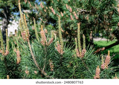 Close up of delicate small green leaves of pine conifer tree in a sunny spring garden, beautiful outdoor monochrome background photographed with selective focus - Powered by Shutterstock