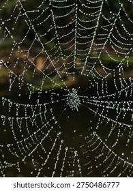 Close up of a delicate spider web covered in morning dew drops on a blurred green meadow background Beautiful natural bokeh effect and fresh spring atmosphere in macro shot