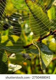 Close up of a delicate spider web covered in morning dew drops on a blurred green meadow background Beautiful natural bokeh effect and fresh spring atmosphere in macro shot